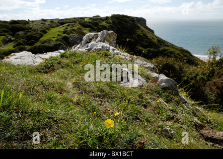 Helianthemum nummularium, gemeinsame Rock Rose wächst an der Küste Grünland, tolles Tor, Gower, Wales, UK. Stockfoto