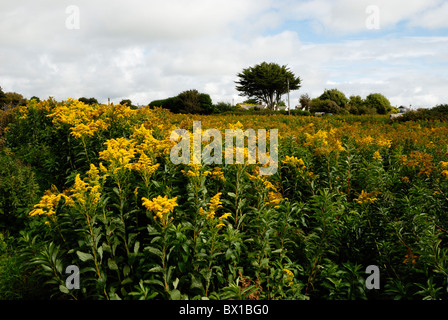 Solidago Canadensis, Kanadische Goldrute, eine Pflanze, die ihren Ursprung in Nordamerika eingebürgert jetzt in England, Wales Stockfoto