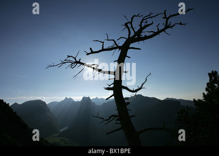 Geologische Höhe Weg Alpstein Staubern Baum Silhouette knorrigen tot Bergen Stimmung Landschaft Landschaft Ost- Stockfoto