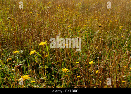 Maismarigold, Chrysanthemum segetum, Wales, Großbritannien Stockfoto