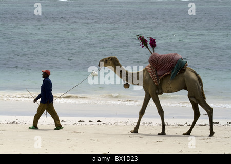 Mann zu Fuß Kamel am Strand in Mombasa, Kenia Stockfoto