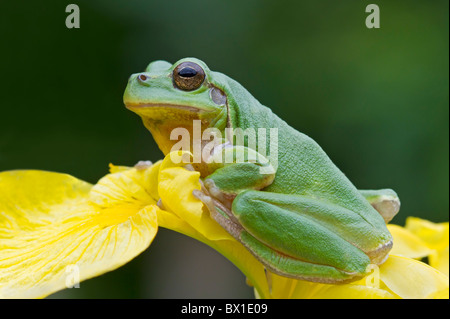 Laubfrosch sitzt auf eine gelbe Iris - Hyla arborea Stockfoto