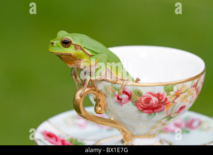 Laubfrosch sitzt in einer Tasse - Hyla arborea Stockfoto