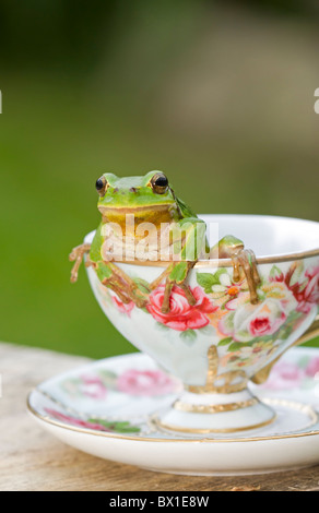 Laubfrosch sitzt in einer Tasse - Hyla arborea Stockfoto