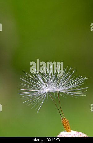 Samen der ein Löwenzahn - Taraxacum officinale Stockfoto