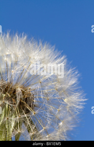 Detail des Löwenzahns mit blauem Himmel - Taraxacum officinale Stockfoto