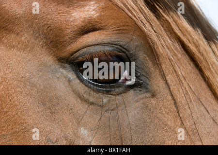 Schonende Korrektur einer Lusitano-Stute. Dies ist eine Rasse des Pferdes, die seit Jahrhunderten für Intellignce aufgezogen. Stockfoto