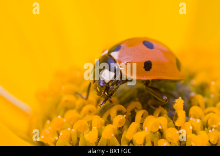 Sieben spot Marienkäfer auf eine Stauden-Sonnenblume - Coccinella septempunctata Stockfoto