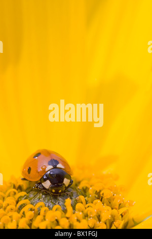 Sieben spot Marienkäfer auf eine Stauden-Sonnenblume - Coccinella septempunctata Stockfoto