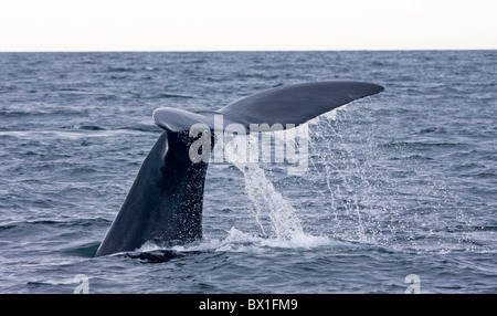 Fluke eines nordatlantischen Nordkaper - Eubalaena Cyclopoida Stockfoto