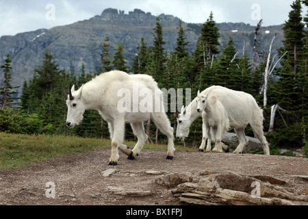 Familie von Bergziegen zu Fuß einen steinigen Weg mit Kiefern, Berg im Hintergrund, in der Nähe von Logan Pass Glacier National Park. Stockfoto