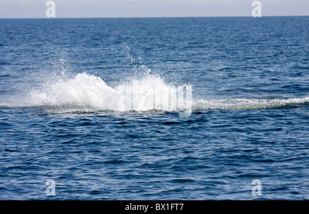 Nordatlantischen Nordkaper - Eubalaena Cyclopoida Stockfoto