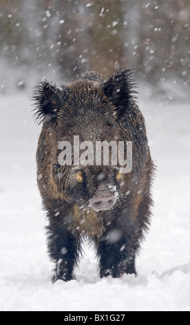 Wildschweine im Schnee - Sus scrofa Stockfoto