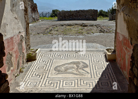 Ein Bodenmosaik in Pompeji mit einem geometrischen Rahmen, mit einem wilden Eber Stockfoto