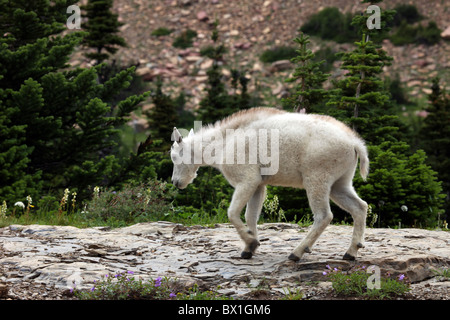 Kleine Ziege zu Fuß einen felsigen Pfad im Glacier National Park in der Nähe von Logan Pass Road mit Wald und Blumen im Hintergrund. Stockfoto