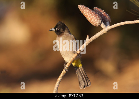 Gelb-entlüftet Bulbul (Pycnonotus Xanthopygos) Stockfoto