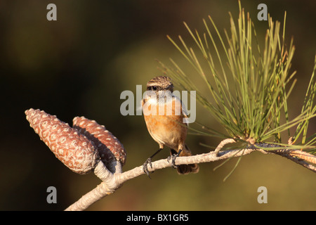 Weibliche Schwarzkehlchen (Saxicola Torquata) auf einen Tannenzweig Baum hocken Stockfoto