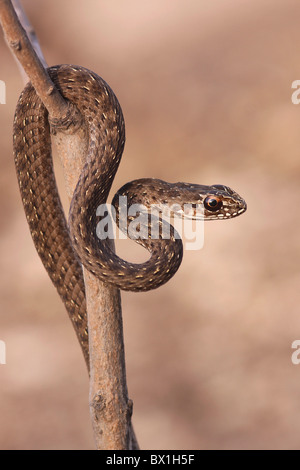 Juvenile Montpellier Schlange (Malpolon Monspessulanus) Stockfoto