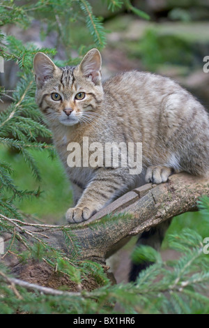 Junge Wildkatze sitzt auf einem Ast - Felis silvestris Stockfoto