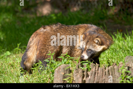 Auf einer Wiese Marderhund (nyctereutes procyonoides) Stockfoto