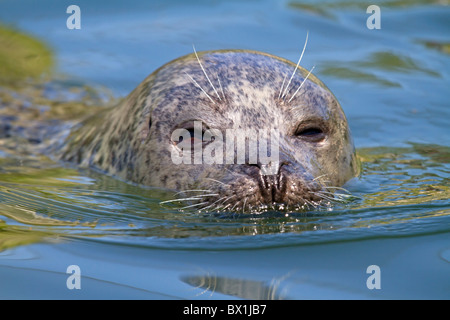 Portrait von Seehund Phoca vitulina - Stockfoto