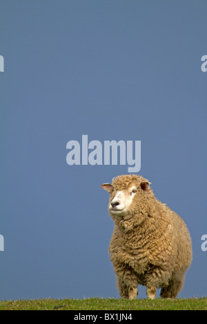 Schafe auf dem Deich bei blauem Himmel bei Nordsee Deutschland Stockfoto