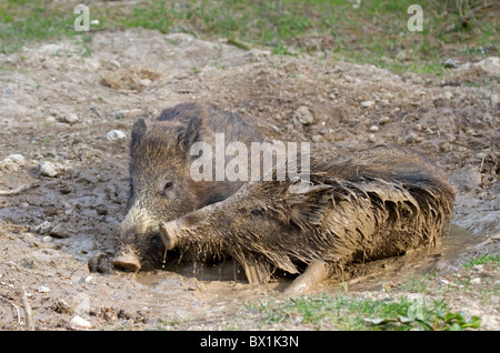 Zwei junge Wildschweine in ein Schwein wälzen - Sus scrofa Stockfoto