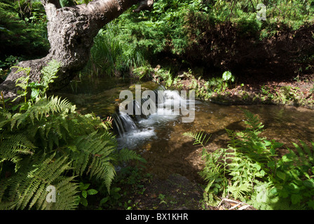 Einen künstlichen Wasserfall in den Gärten in Newstead Abbey, Nottinghamshire Stockfoto