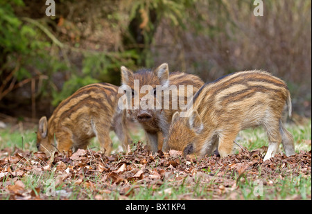 Grabende Ferkel in einem Waldboden - Sus scrofa Stockfoto