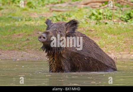 Wildschwein im Wasser - Sus scrofa Stockfoto