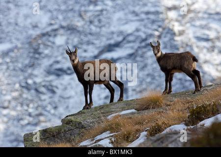 Alpine Gämse (Rupicapra Rupicapra) Erwachsenen mit deformierten Horn und jung, Nationalpark Gran Paradiso, Italien Stockfoto