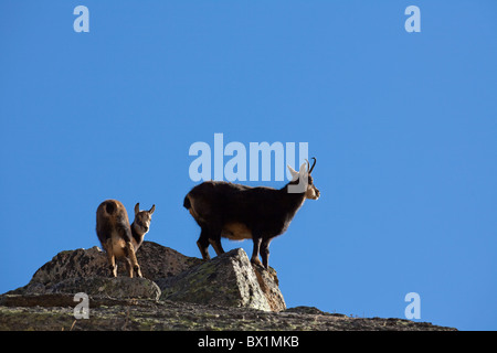 Alpine Gämse (Rupicapra Rupicapra), Erwachsene mit jungen, Nationalpark Gran Paradiso, Italien Stockfoto