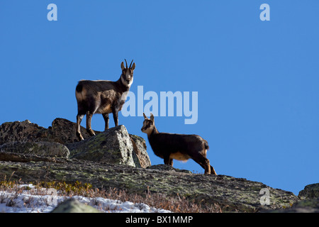 Alpine Gämse (Rupicapra Rupicapra), mit jungen Erwachsenen Stockfoto