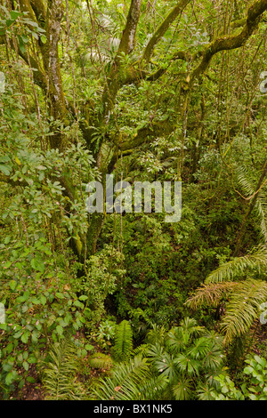 SOBERANIA Nationalpark, PANAMA - Rainforest Discovery Center Pipeline Road. Stockfoto