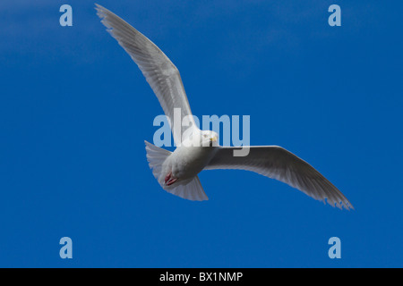 Glaucous Möwe (Larus Hyperboreus) im Flug, West-Grönland, Grönland Stockfoto