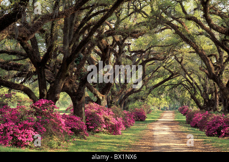 Avenue Azalea blühenden Louisiana Eichen Rhododendron St. Francisville Oaks Plantation Bäume USA Amerika Stockfoto