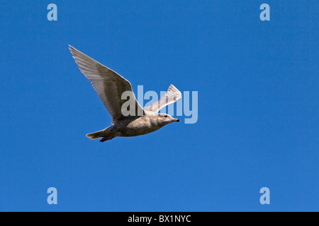 Glaucous Möwe (Larus Hyperboreus) juvenile im Flug, West-Grönland, Grönland Stockfoto