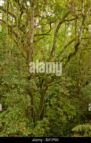 SOBERANIA Nationalpark, PANAMA - Rainforest Discovery Center Pipeline Road. Stockfoto