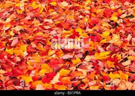 USA, Idaho, Ansicht von Herbst Farben, Bäume und Blätter, Boise Basie-Greenbelt. Stockfoto