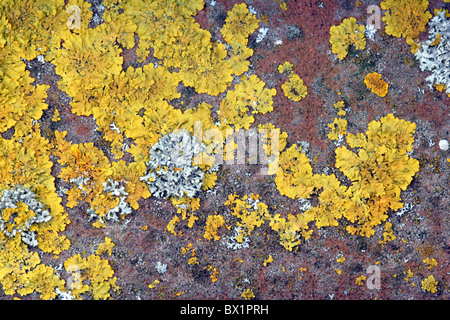 Flechten (Xanthoria Parietina) wächst auf Kachel Stockfoto