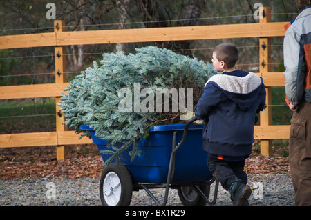 Ein kleiner Junge schiebt eine Schubkarre gefüllt mit einem frisch geschnittenen Weihnachtsbaum. Stockfoto