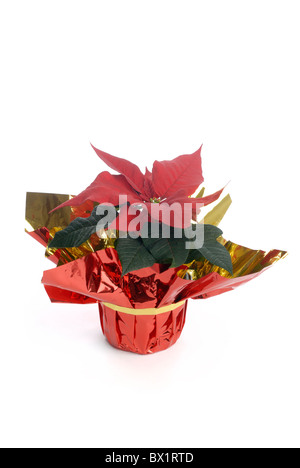 Weihnachtsstern Blume Ausschnitt auf weiß Stockfoto