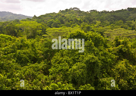 SOBERANIA Nationalpark, PANAMA - Dschungel Baumkronen, Rainforest Discovery Center Pipeline Road. Stockfoto