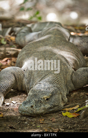 Komodo Dragon in Rinca Island, Indonesien Stockfoto