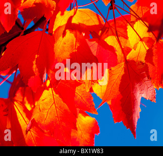 USA, Idaho, Boise, Ansicht von Ahorn-Baum-Blätter in Farben des Herbstes. Boise River Greenbelt. Stockfoto