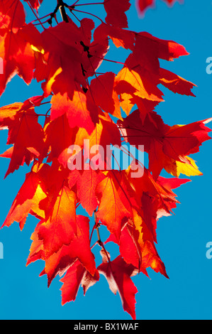 USA, Boise, Idaho, Ansicht von Ahorn Baum Blätter in Farben des Herbstes. Boise River Greenbelt. Stockfoto
