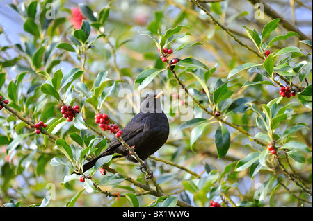 Eurasische Amsel - Amsel (Turdus Merula) männlichen Essen Beeren der Stechpalme (Ilex Aquifolium) im Herbst Stockfoto