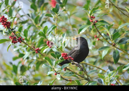 Eurasische Amsel - Amsel (Turdus Merula) männlichen Essen Beeren der Stechpalme (Ilex Aquifolium) im Herbst Stockfoto