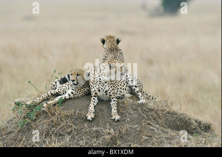 Gepard (Acinonyx Jubatus) die "drei Brüder" ruht auf einer Termite Hügel - Massai Mara - Kenia Stockfoto