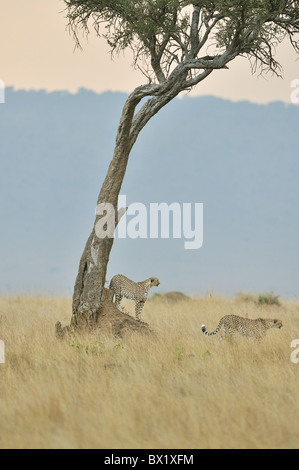 Gepard (Acinonyx Jubatus) zwei der "drei Brüder" Stand in der Nähe eines Baumes vor beginnen zu jagen - Massai Mara - Kenia Stockfoto